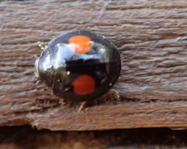 Coccinella complicata: Chilocorus cfr. renipustulatus